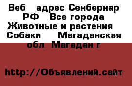 Веб – адрес Сенбернар.РФ - Все города Животные и растения » Собаки   . Магаданская обл.,Магадан г.